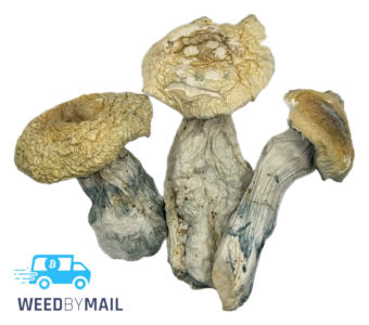 Magic Mushrooms – Cosmic Rider