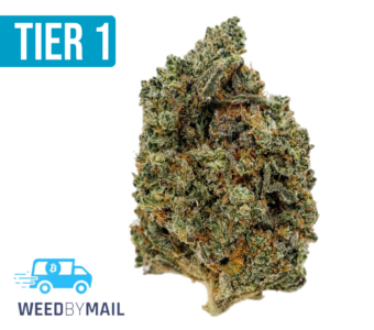 Tier 1 Dutch Treat (36.85% THC)(Sativa)