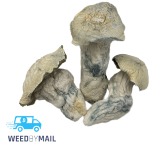 Magic Mushrooms – Albino Bluey Vuitton