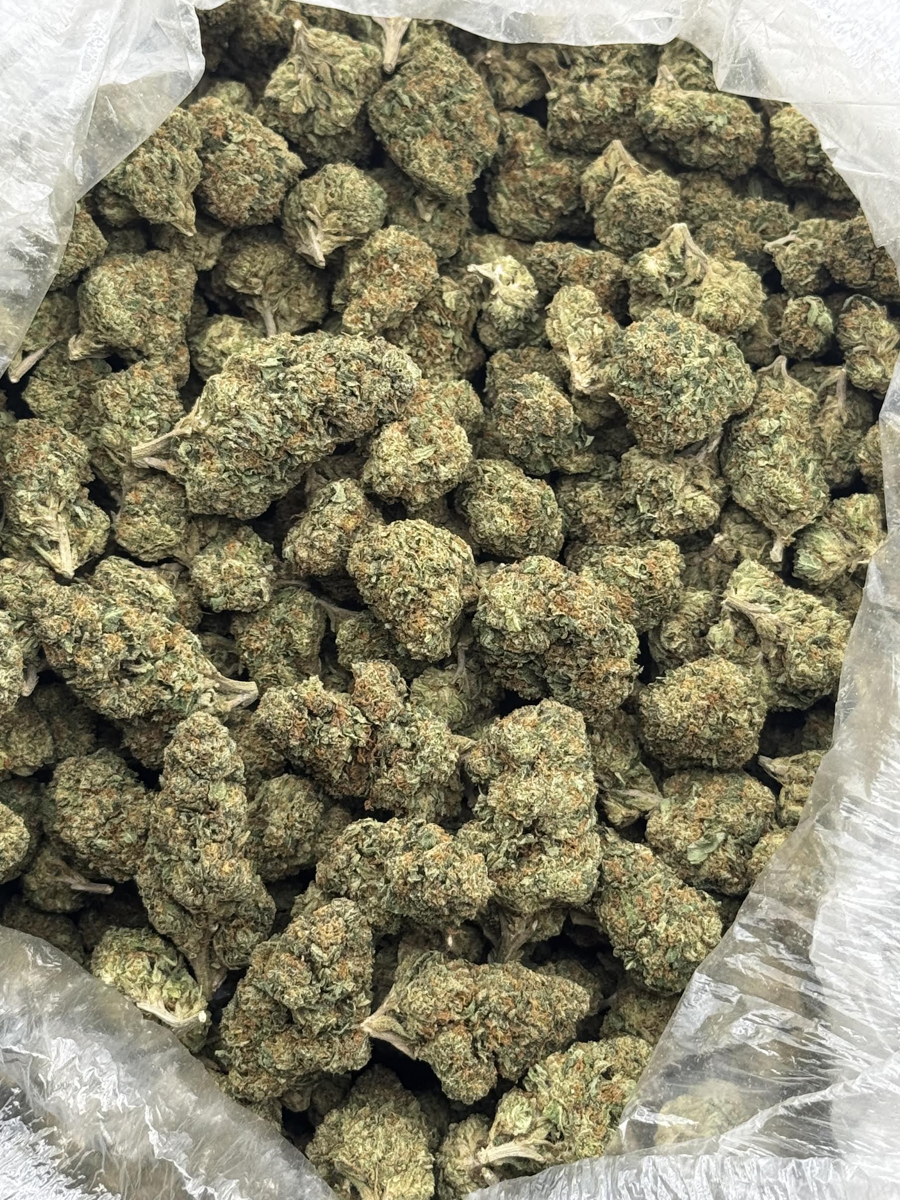 $550 LB Special - UK Cheese (Hybrid)