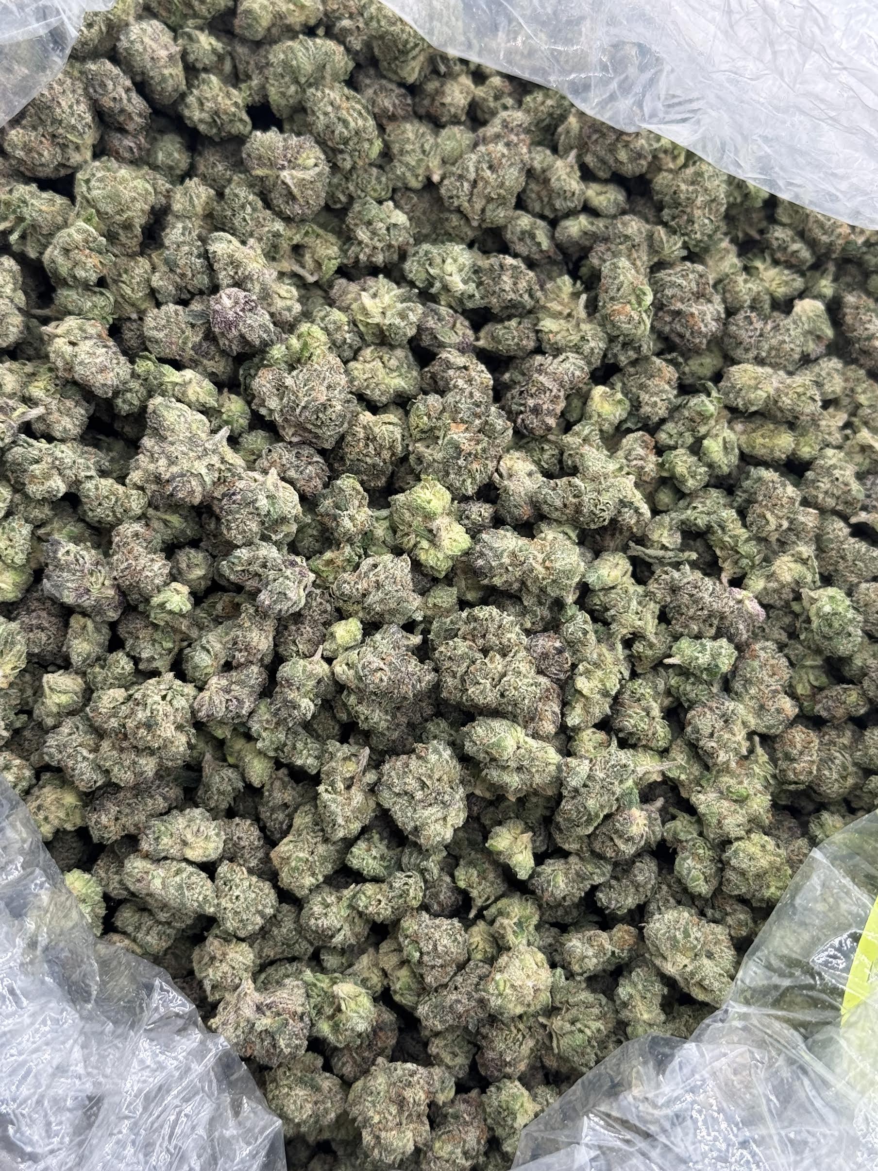 $850 Small Buds LB Special - White Cherry Gelato (Hybrid)