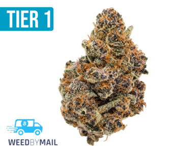 Tier 1 Purple Haze (36.92% THC)(Sativa)