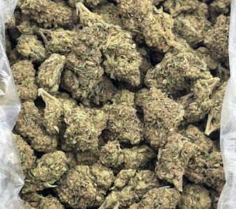 $525 LB Special – Stargazer (Hybrid)