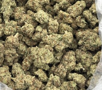 $775 LB Special – Mango Haze (Sativa)