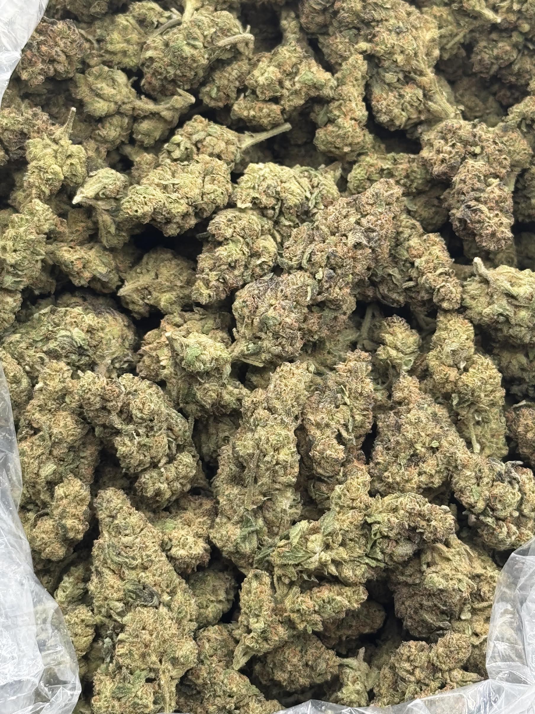 $600 LB Special - 4 Kings (Indica)