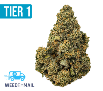 Tier 1 Sophisticated Lady (36.98% THC)(Hybrid)