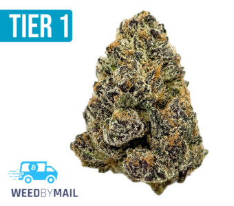 Tier 1 Purple OG Kush (35.96% THC)(Indica)