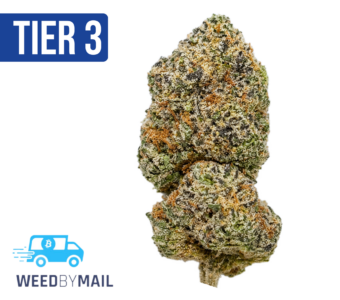 Tier 3 Boy Scout Cookies (28.79% THC) (Hybrid)