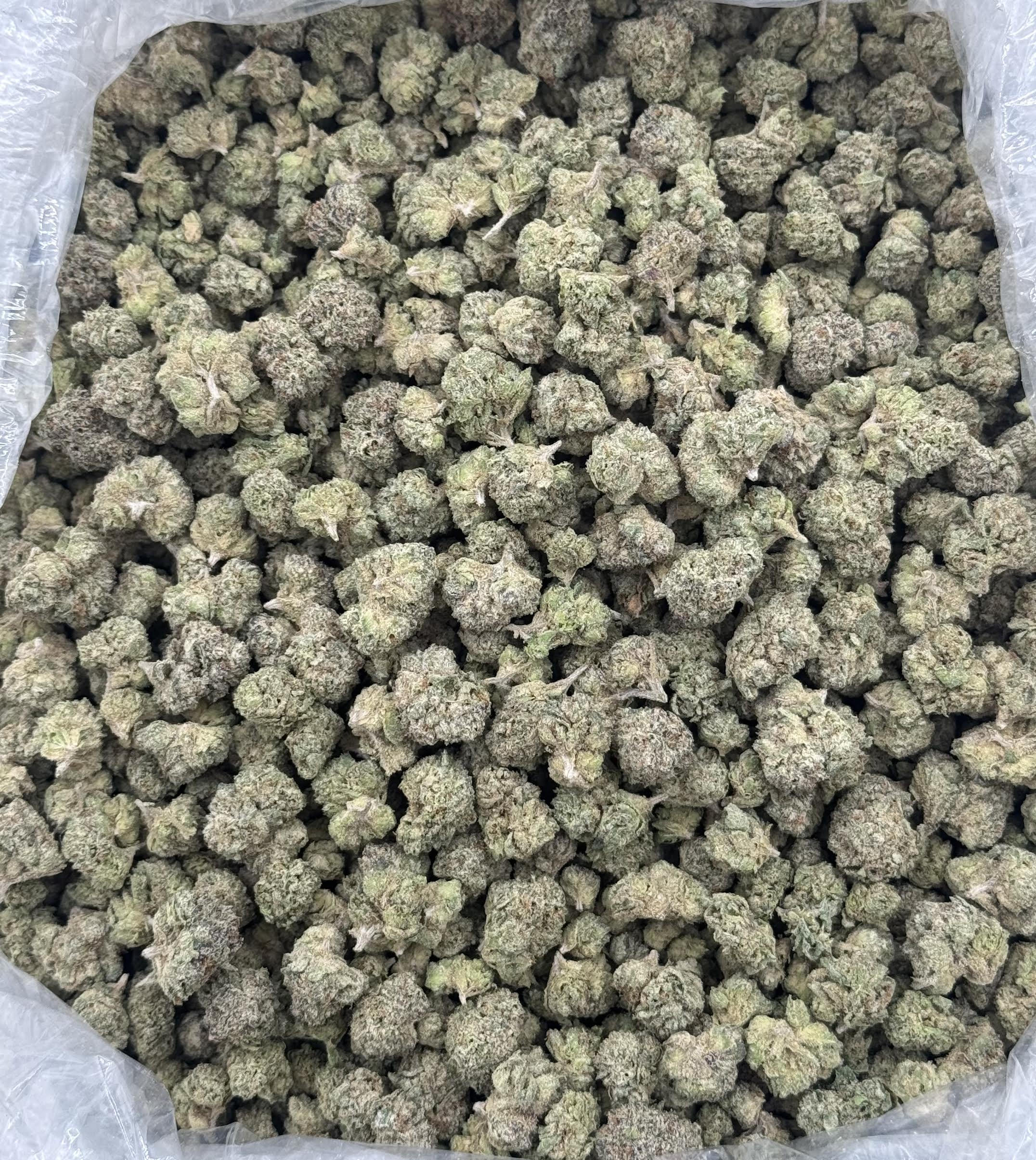 $950 Small Buds Indoor - Donachello (Hybrid)