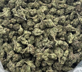 $600 LB Special – Guava Cooler (Hybrid)
