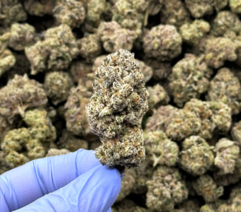 $1500 LB Special – Kandy (Hybrid)