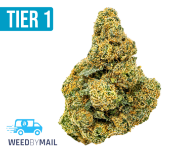 Tier 1 First Class Gas (35.90% THC)(Indica)