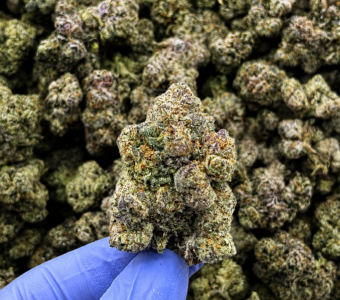 $1500 LB Special – White Cherry Gelato (Hybrid)