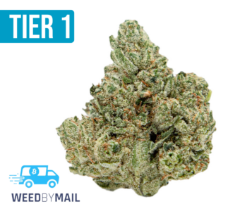 Tier 1 GG#4 (36.95% THC)(Hybrid)