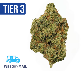 Tier 3 Island Sweet Skunk (28.84% THC) (Sativa)