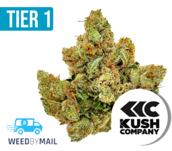 Tier 1 King Mamba OG (36.72% THC)(Indica)