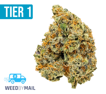 Tier 1 Watermelon Kush (36.81% THC)(Indica)
