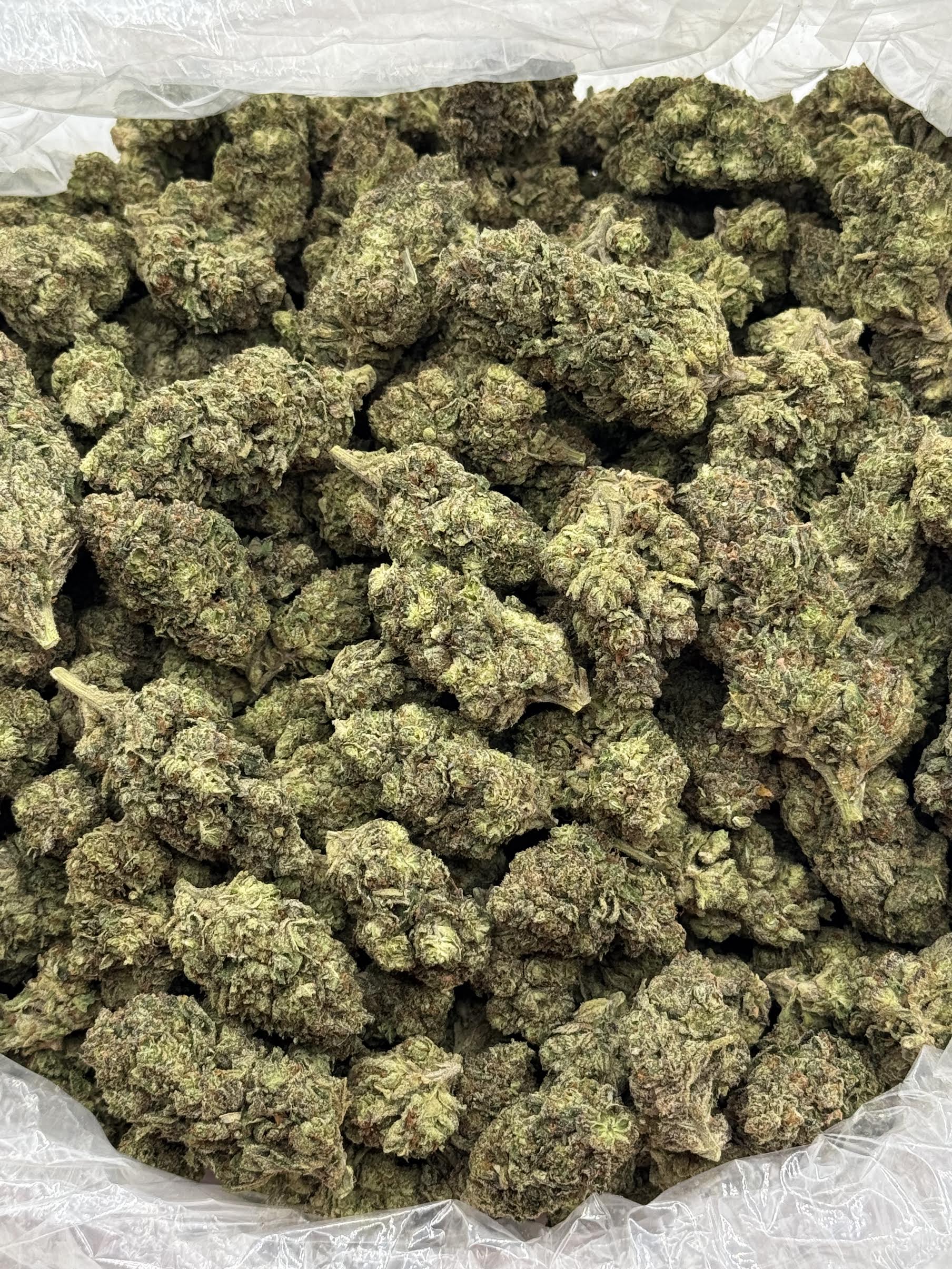 $725 LB Special - Blue Glue (Hybrid)