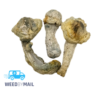 Magic Mushrooms – Killa Gorilla