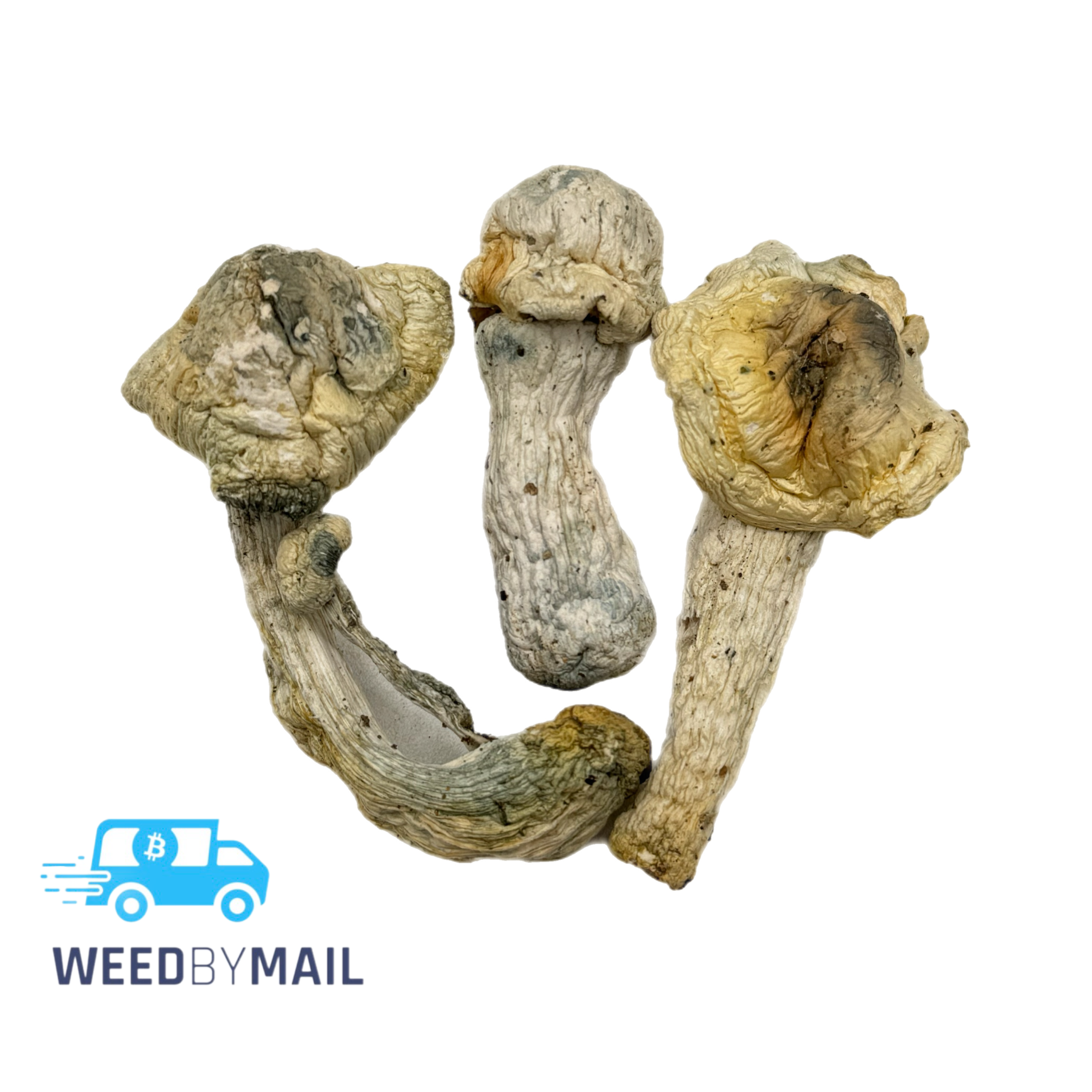 Magic Mushrooms - Killa Gorilla