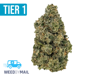 Tier 1 Notorious OG (36.95% THC)(Indica)