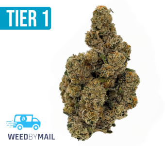 Tier 1 GMO Cookies (35.88% THC)(Hybrid)