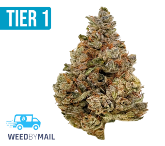 Tier 1 Gorilla Glue (35.86% THC)(Hybrid)