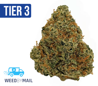 Tier 3 Kings Poison (28.96% THC) (Hybrid)