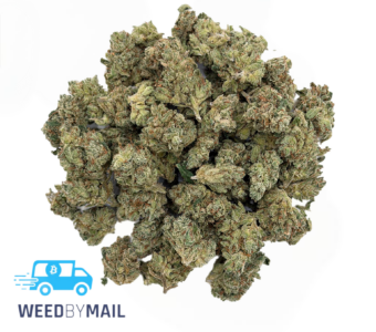 Tier 1 (Small Buds) Jack Smack (36.94% THC)(Sativa)