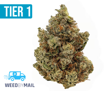 Tier 1 Gorilla Glue (35.88% THC)(Hybrid)