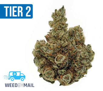 Tier 2 Gorilla Glue (32.94% THC)(Hybrid)