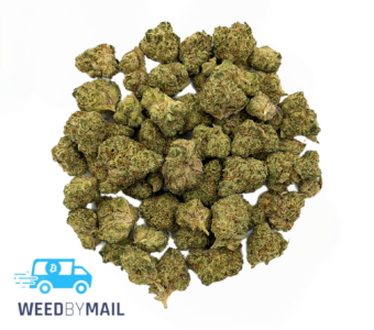 Tier 2 (Small Buds) Project Z (31.87% THC)(Hybrid)