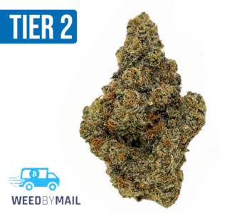 Tier 2 Pure Michigan (32.89% THC)(Hybrid)